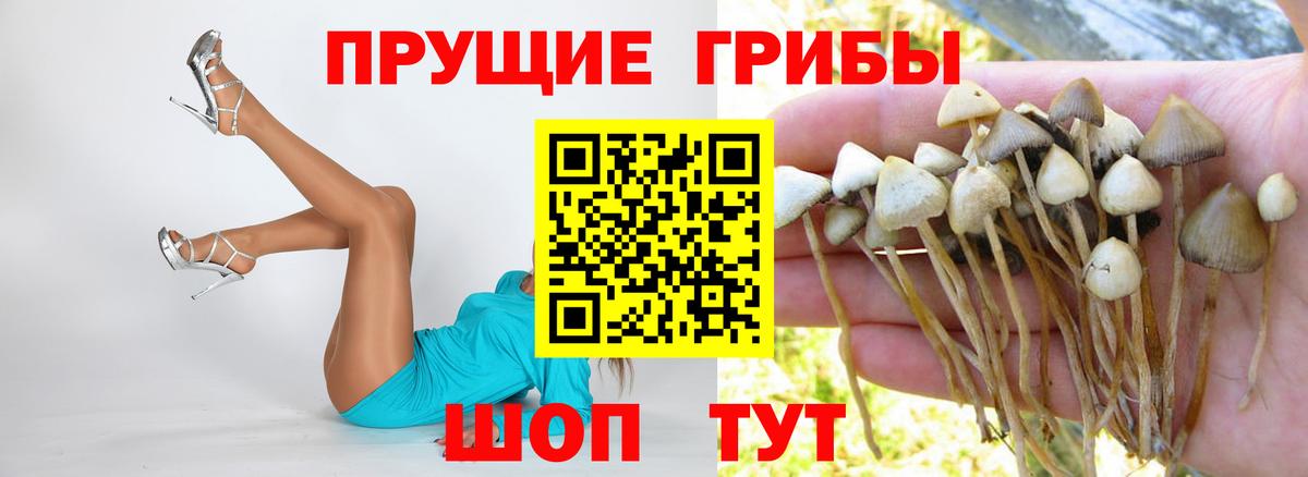 Галлюциногенные грибы Cubensis Гусиноозёрск